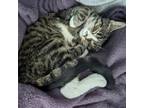 Adopt Henry - Foster a Domestic Short Hair