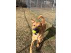 Adopt Ham a Black Mouth Cur, Mixed Breed