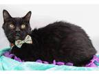 Adopt Whiskers III a Domestic Short Hair