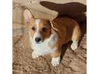 Pembroke Welsh Corgi Puppy for sale in Albuquerque, NM, USA