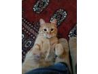 Adopt Apricot (bonded with Clark) a Tabby