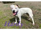 Adopt Hardy 29402 a Pit Bull Terrier