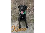 Adopt Kuzco 29428 a Labrador Retriever