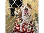 Adopt Bazinga K 14 a Pit Bull Terrier