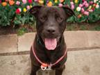 Adopt SNUGGLES a Pit Bull Terrier, Mixed Breed