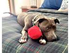 Adopt TRUSTY a Pit Bull Terrier
