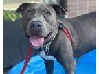 Adopt TRUSTY a Pit Bull Terrier