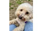 Adopt Asher a Poodle