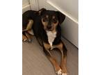 Adopt Elmer a Miniature Pinscher