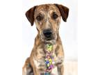 Adopt Herb a Black Mouth Cur, Mixed Breed