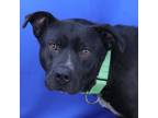 Adopt Wyatt- 020905S a Black Labrador Retriever, Pit Bull Terrier