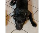 Adopt Wyatt- 020905S a Black Labrador Retriever, Pit Bull Terrier