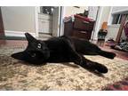 Adopt Ramses a Domestic Short Hair