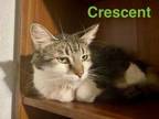 Adopt Crescent a Tabby