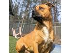 Adopt Slim Shady a Staffordshire Bull Terrier, Basset Hound
