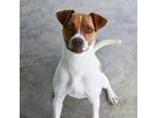 Adopt Henson a Jack Russell Terrier, Feist