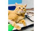 Adopt Butters a Domestic Short Hair, Tabby