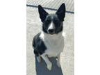 Adopt Jack a Cattle Dog, Border Collie