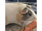 Adopt Keeva a Guinea Pig