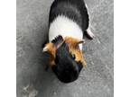 Adopt Pepper a Guinea Pig