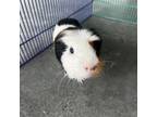 Adopt Honey a Guinea Pig