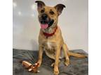 Adopt Rusty a Black Mouth Cur