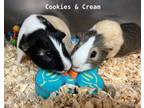 Adopt Cookies a Guinea Pig