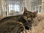 Adopt Justice a Domestic Short Hair