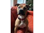 Adopt Kobe Lizman a Boxer