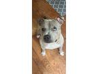 Adopt Sinbad (In Foster) a Mixed Breed