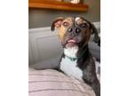 Adopt Soldier (In-Foster) a Pit Bull Terrier