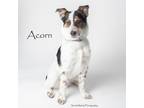 Adopt Acorn a Australian Cattle Dog / Blue Heeler, Mixed Breed