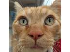 Adopt Abie a American Shorthair