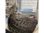 Adopt Gemini a Domestic Short Hair