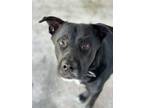 Adopt Spark a Labrador Retriever, German Shepherd Dog