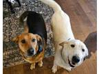 Adopt Taco and Bubba a Mixed Breed