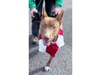 Adopt Rogan a Australian Kelpie