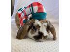 Adopt Chester a Lop Eared