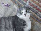 Adopt Teddy a American Shorthair