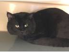 Adopt Odin a Domestic Short Hair