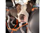 Adopt Kris a American Staffordshire Terrier, Mixed Breed