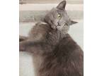 Adopt Bentley a Domestic Short Hair