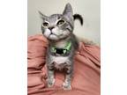 Adopt Eggnog a Domestic Medium Hair