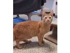 Adopt Queso a Domestic Short Hair