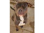 Adopt Marty a Pit Bull Terrier