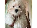 Maltipoo Puppy for sale in London, KY, USA