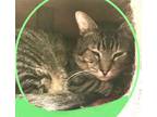 Adopt French Hen a Tabby, Domestic Short Hair