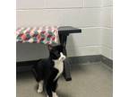 Adopt McCaffrey a Domestic Short Hair