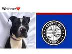 Adopt WHINNER a Pit Bull Terrier