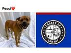 Adopt PESCI a Boxer, Mixed Breed